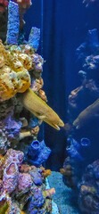 golden eel in an aquarium