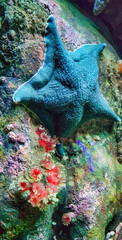 blue starfish in an aquarium