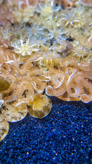 jellyfish in an aquarium