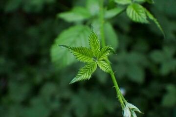 Closeup shot of leaves of Rubus on the blurred background - obrazy, fototapety, plakaty