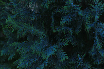 green thuja leaves background