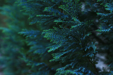 green thuja leaves background