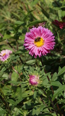 Summer, autumn concept. Pink, purple aster flowers in the garden on a sunny day and a bee. Background, postcard
