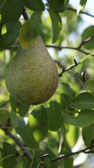 Autumn concept. Pear fruits in the autumn garden on a tree