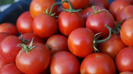 red tomatoes on the vine
