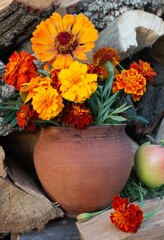 Autumn bouquet of yellow, orange and brown flowers of black-brown, marigold on the background of a wooden door, wooden background
