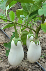 In the soil, white eggplant grows