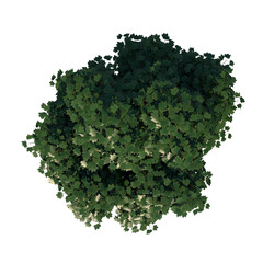 Top view tree (Young White Maple 2) png 
