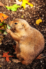 prairie dog