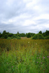 Summer landscape. An overgrown field. Voluminous shrubs. Grass in the foreground. Cloudy. Natural landscape. The expanses of Russia