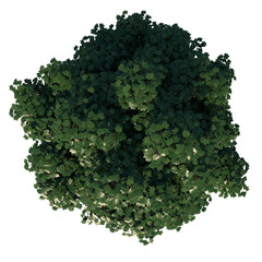 Top view tree (adolescent White Maple 1) png