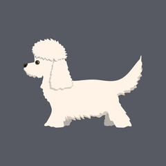 White dog on a gray background. A poodle. Vector illustration. 