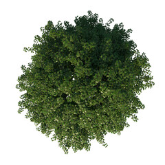 Top view tree (adolescent Real Maple 3) png