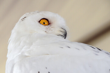 Obraz premium snowy owl portrait