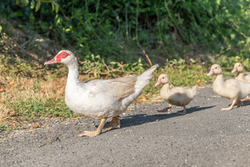 White duck female followed by her chicks on farm.