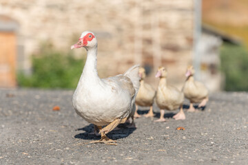 White duck female followed by her chicks on farm.