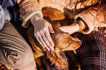 Dog paws with human hands close up. Woman walk with little English cocker spaniel puppy dog in...