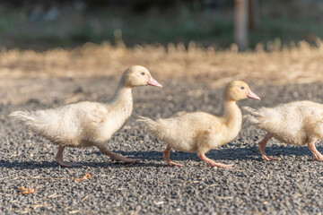 Duck chicks family walking together on farm.