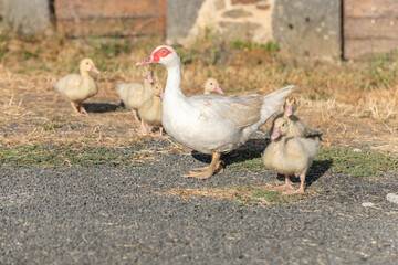 White duck female followed by her chicks on farm.