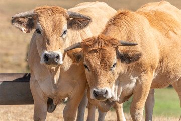 Two Aubrac cows together in pasture in summer.