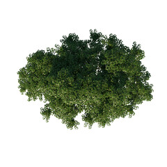 Obraz premium Top view tree (Real Maple 2) png 