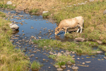 Aubrac cow going to drink in a river in times of drought.