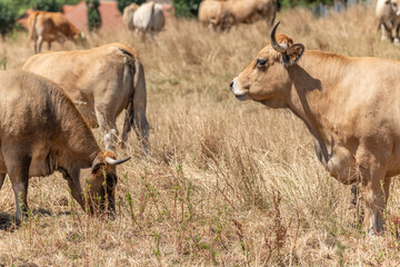 Two Aubrac cows together in pasture in summer.