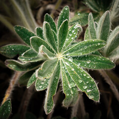 green paramo plant in high mountain of colombia