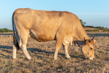 Two Aubrac cows together in pasture in summer.