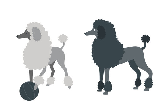 Grey poodles set. Illustration of two dogs isolated on white background.