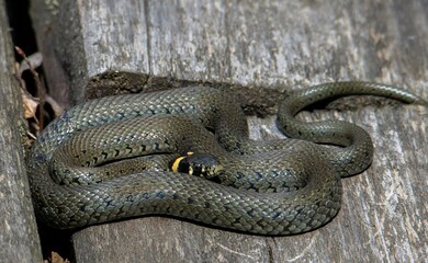 Closeup shot of a Natrix natrix snake coiled on a wooden planks