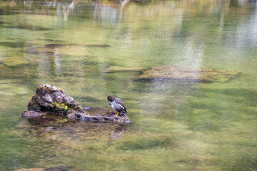 Am Ende der Schlucht von Ásbyrgi liegt der kleine See Botnstjörn.