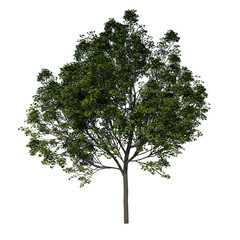 Front view tree (adolescent Real Maple 2) white background alpha png 