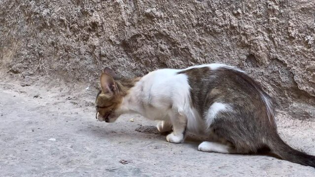 Street cat eating a mice