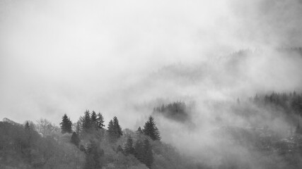 Black and white Moody dramatic misty Winter landscape drifting through trees on slopes of Ben...