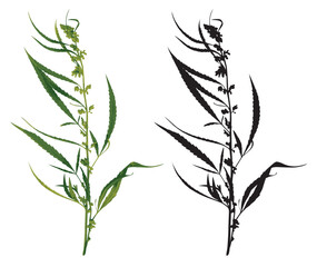 Vector realistic drawing medical cannabis. Botanical illustration with drawing of a hemp or marijuana medicinal plant