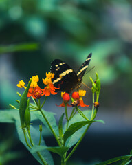 Mariposa posando en un flor natural