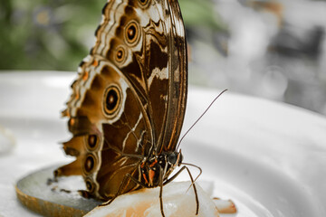 Macro mariposa
