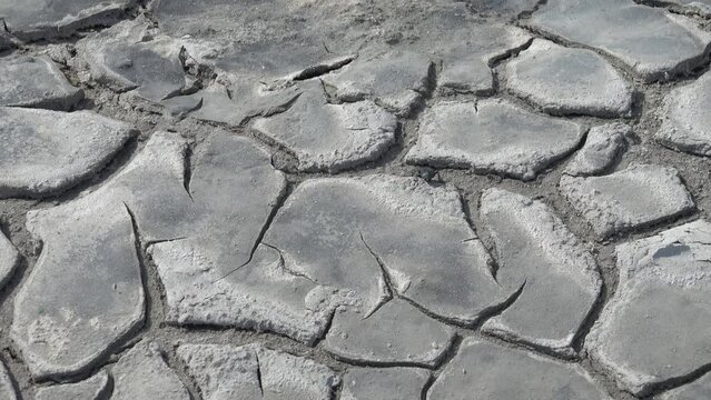 A beetle runs across a cracked dry salt marsh, desert varnish. Darkling beetle (Blaps halophila, Tenebrionidae). North Black Sea semi-desert, dry spell