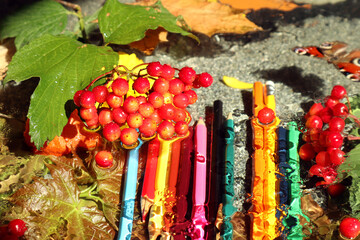  Abstract autumn background: viburnum branch with red berries, water drops on the background of multi-colored pencils blurred under glass