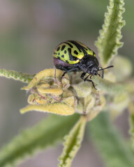 Gran insecto