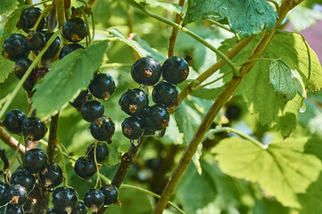 Black currant on a bush branch in the garden after the rain.