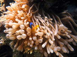 Fototapeta na wymiar clown fish of the red sea