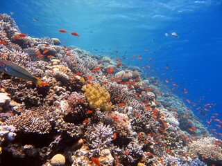 Plakat red sea fish and coral reef