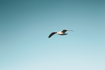 Fototapeta na wymiar White seagull flying in blue sunny sky over sea. Silhouette of soaring gull. Bird in flight. Ocean.