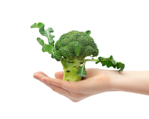 Broccoli on a female hand, isolated on white background.