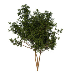 Front view tree (Young Negundo Maple 3) png