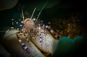 Spotted Cleaner Shrimp (Periclimenes yucatanicus) on the reef off the Dutch Caribbean island of Sint Maarten