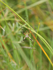 A wasp spider in a large web on a background of green grass on a sunny day. Argiope bruennichi.