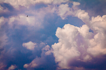 The bird flying through the blue sky 